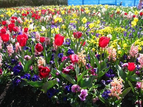 Free Flowers Stock Photo