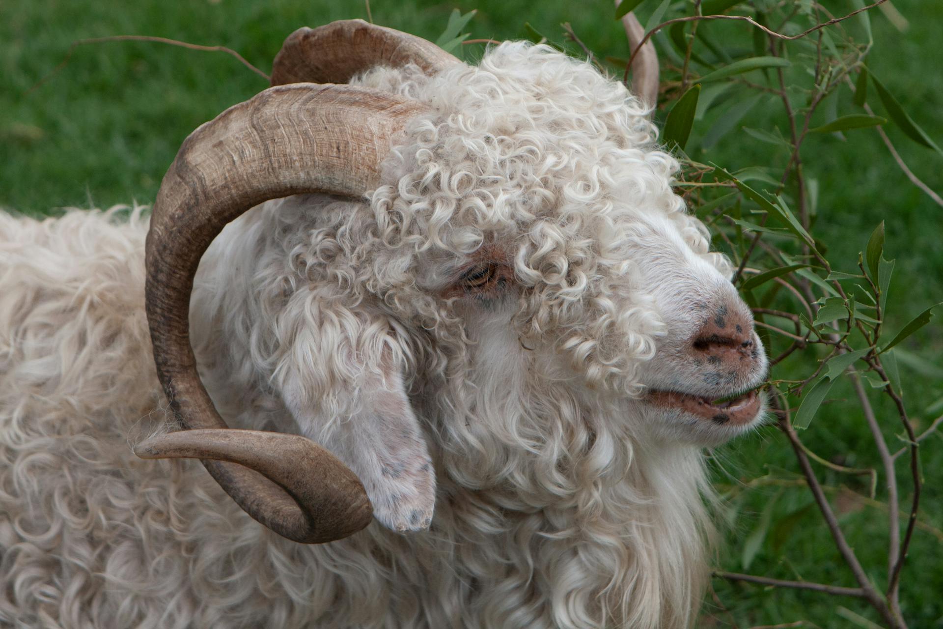 Close-up of a curly-haired ram with large horns grazing in a lush green pasture.