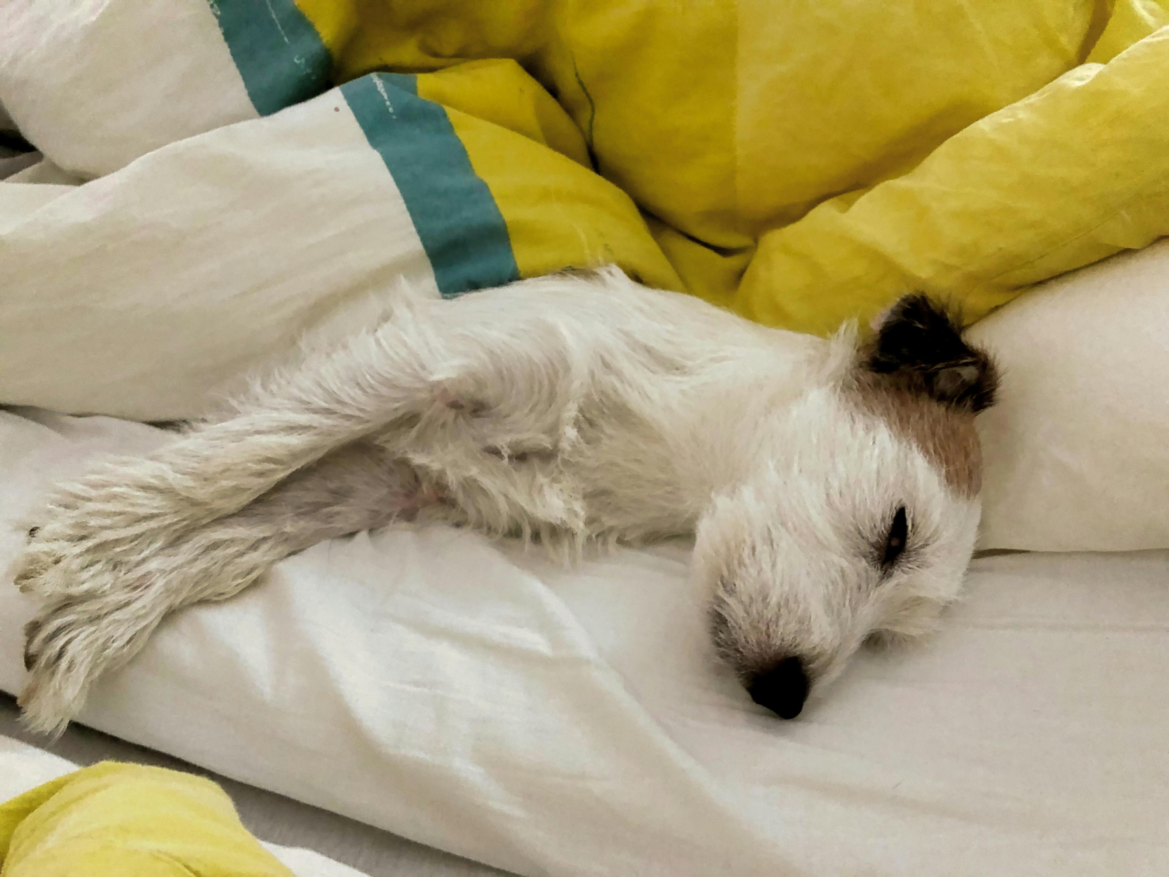 ジャックラッセル 疲れた犬の無料の写真素材