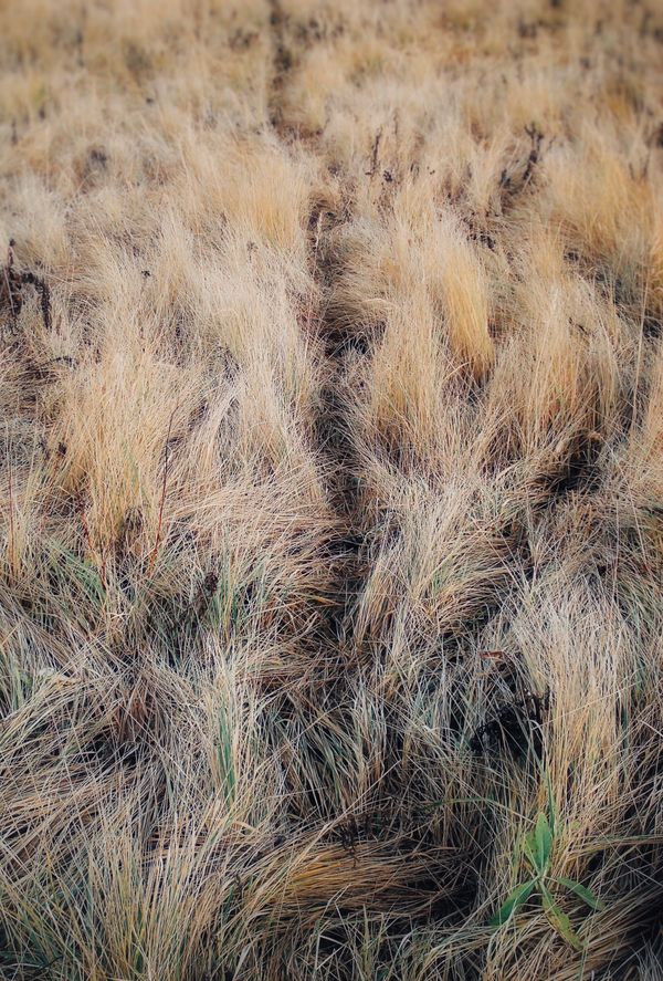 Aerial view of a dry grass field in autumn — photo by Eugene Golovesov on Pexels