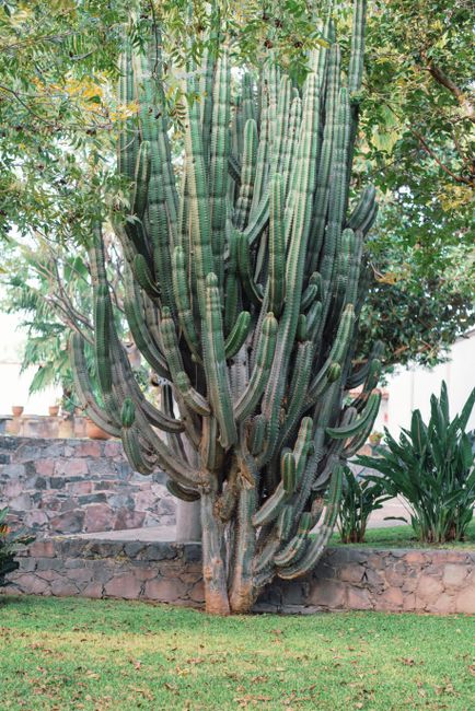 A towering cactus stands proudly in a sunlit garden, showcasing its unique structure and vibrant greenery.