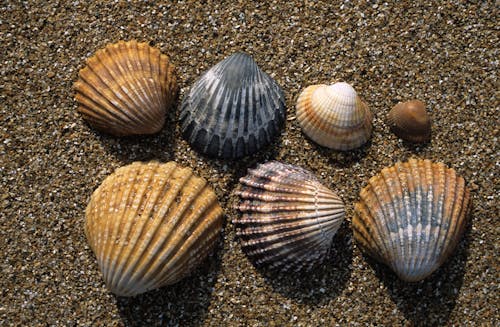 Free Seashell on Beach Sand Stock Photo