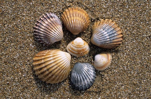 Free Seashells on Beach Sand Stock Photo