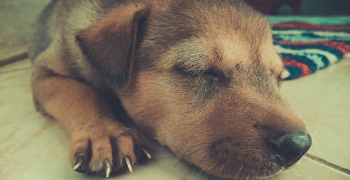 бесплатная коричнево черный щенок в короткой шерсти спит на белой плитке Стоковое фото