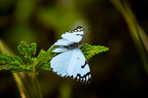 Borboleta Branca E Preta Pousada Em Planta De Folhas Verdes