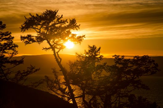 Beautiful sunset with silhouetted trees over water, creating a serene natural scene.