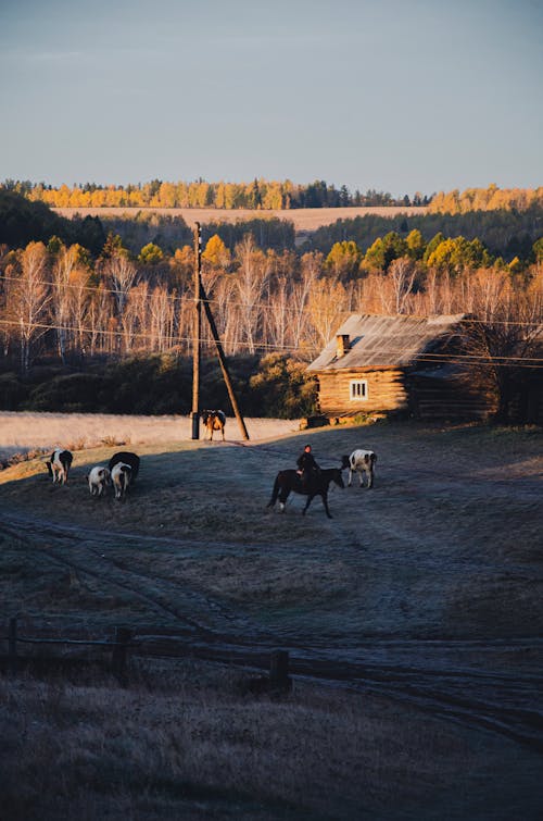 at, büyükbaş hayvanlar, Çiftlik içeren Ücretsiz stok fotoğraf