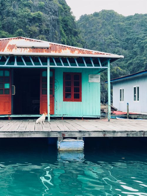Free Charming floating house with a cat on the dock in Tuần Châu, Quảng Ninh, Vietnam. Stock Photo