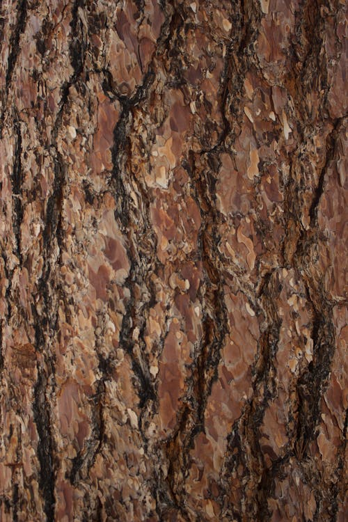 Základová fotografie zdarma na téma dřevo, drsný, kmen stromu