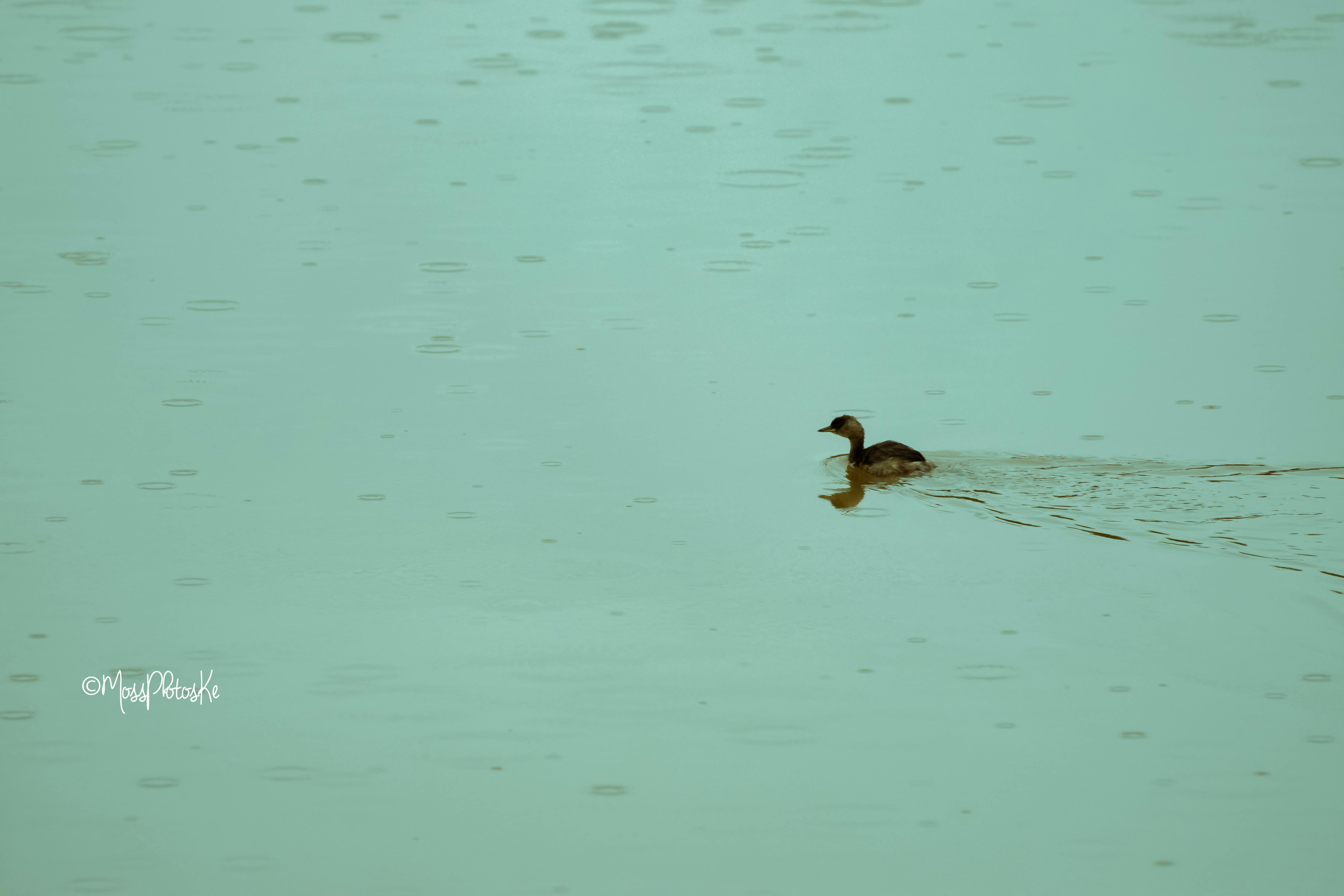 Free stock photo of chick, lake, red duck
