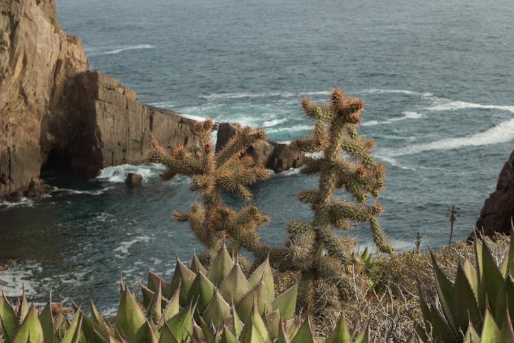 Cacti And Succulents Growing On Top Of Cliff