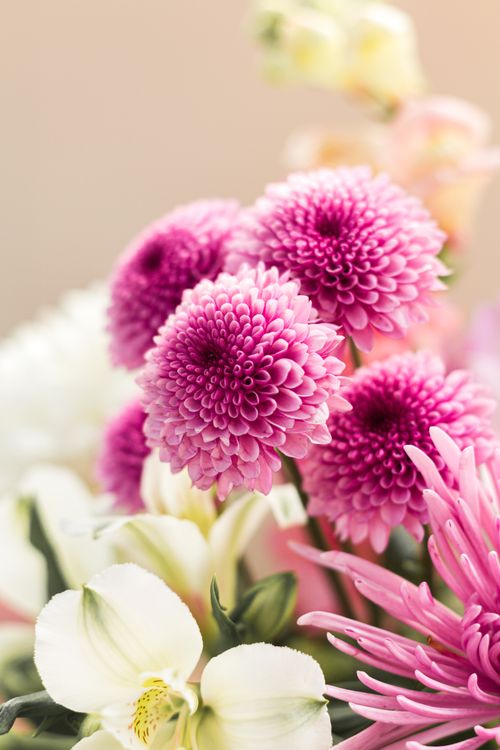 Free Close-up of colorful chrysanthemums and white lilies in bloom, perfect for spring themes. Stock Photo