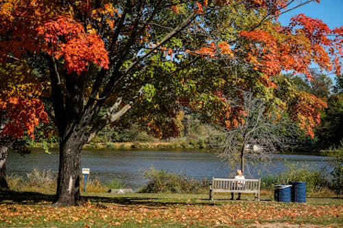 Passerby Sitting by the Sylva Lake in the Autumn Park