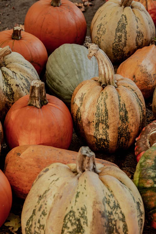 Pumpkin Display on the Ground