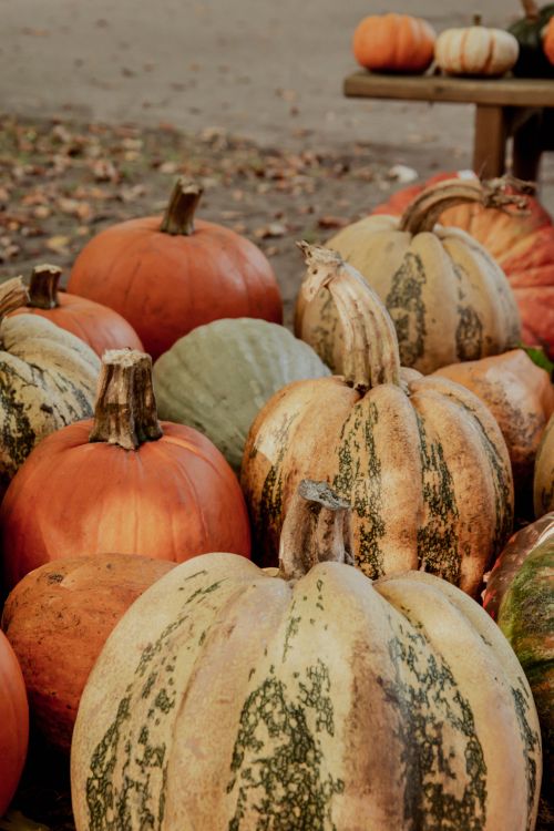 Free A collection of pumpkins and squashes perfect for autumn and Halloween decor. Stock Photo