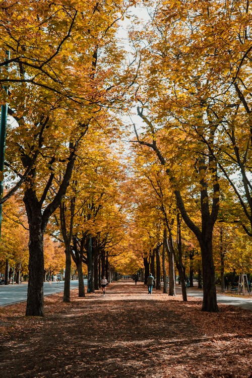 Fotobanka s bezplatnými fotkami na tému cestička, javor, javorové listy