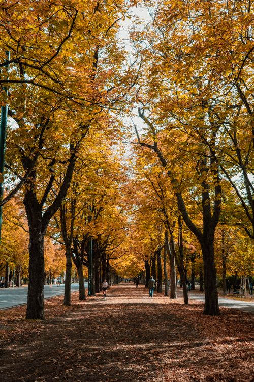 Free Autumn pathway lined with golden maple leaves in a peaceful park setting. Stock Photo