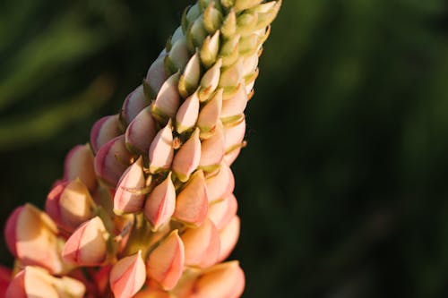 Kostnadsfri bild av blomfotografi, blomma, närbild