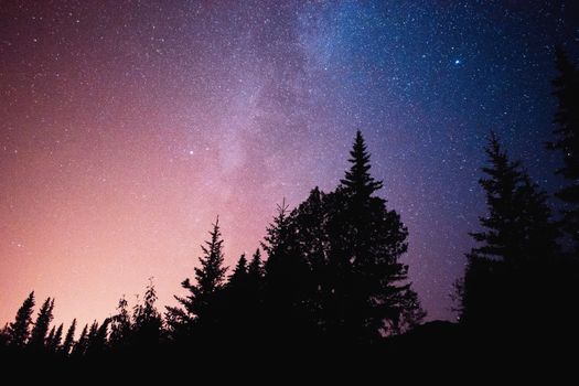 Captivating view of a starry night sky with silhouetted trees under the vibrant Milky Way.