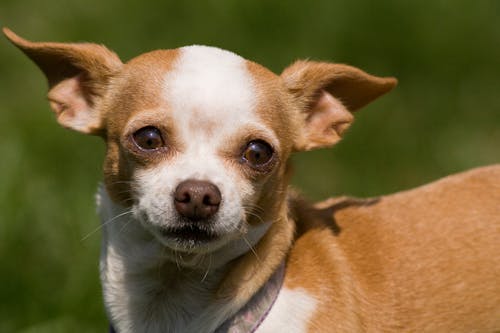Free Close-Up Shot of a Chihuahua Stock Photo