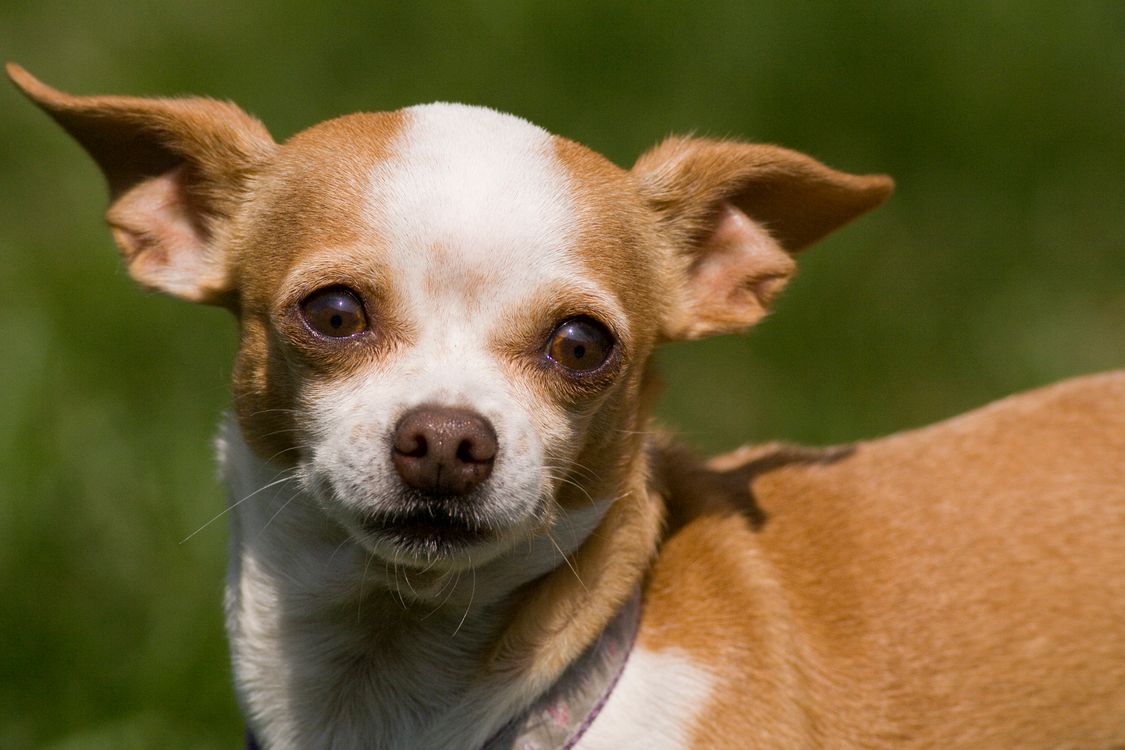 Chiww Close-Up Shot of a Chihuahua · Free Stock Photo