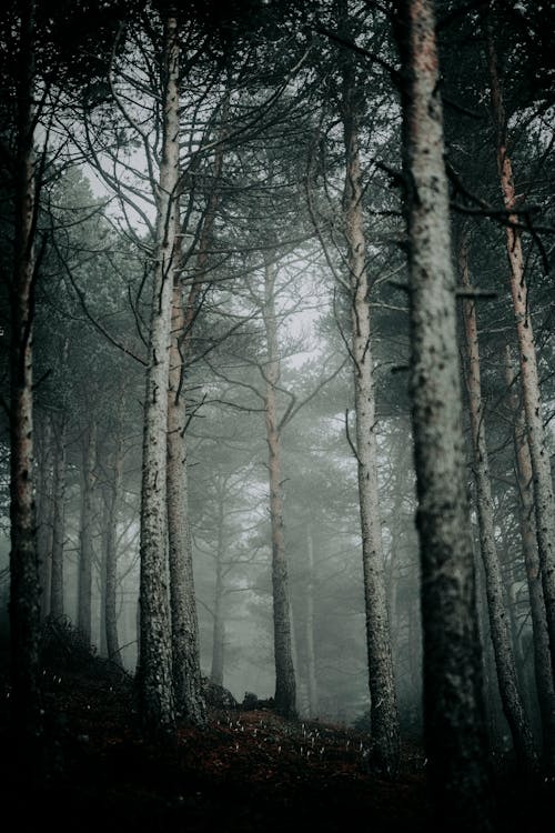 수직 쐈어, 숲, 안개 낀의 무료 스톡 사진