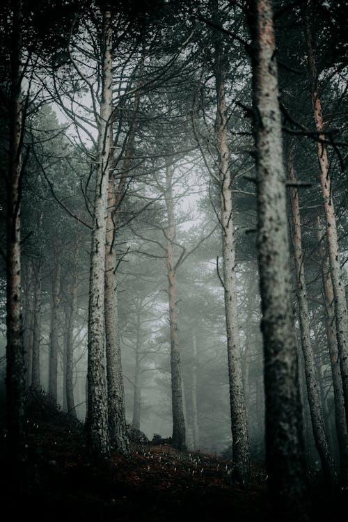 Imagine de stoc gratuită din arbori, cețos, codru