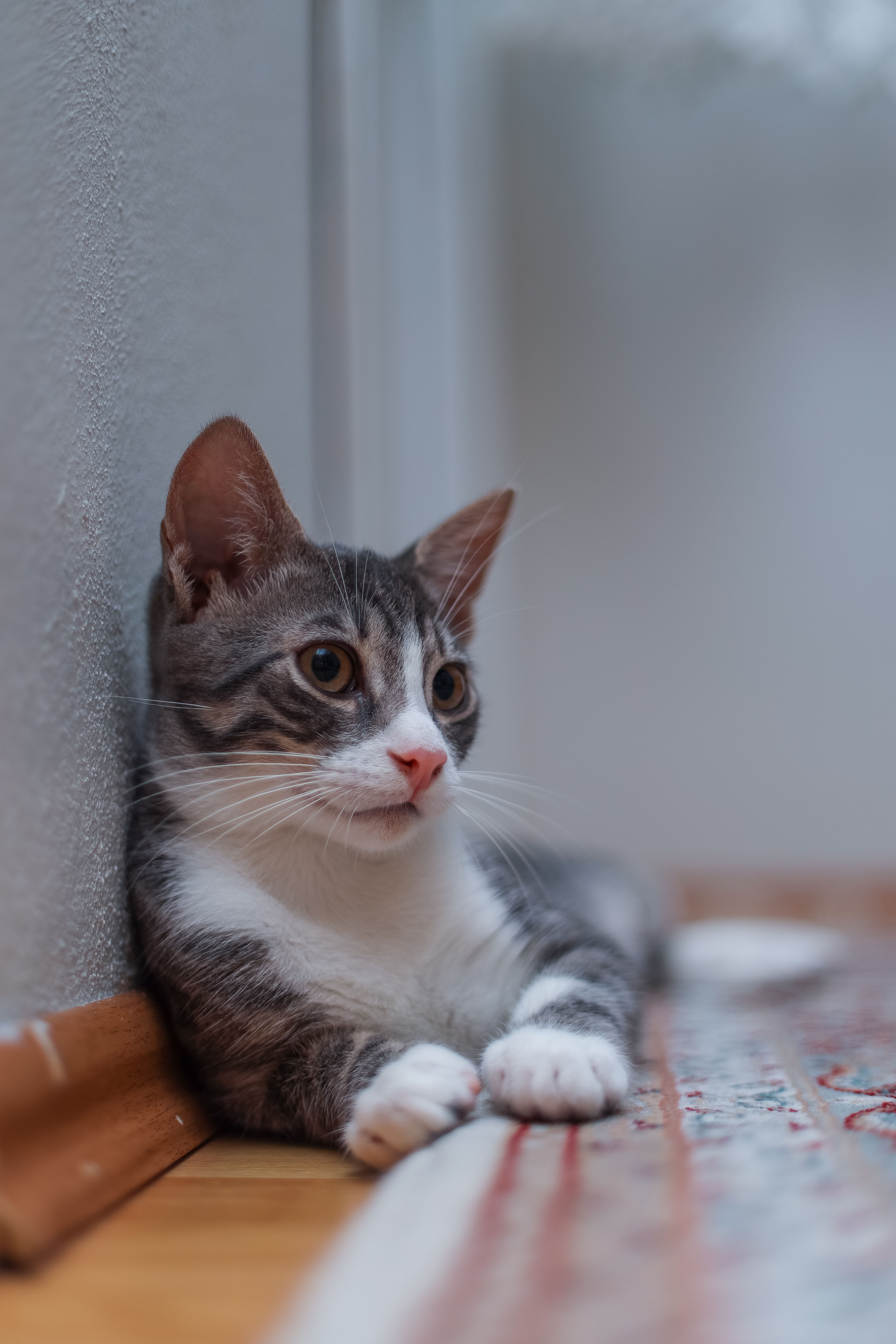 Close-Up Photo of a Domestic Cat Beside a White Wall · Free Stock Photo