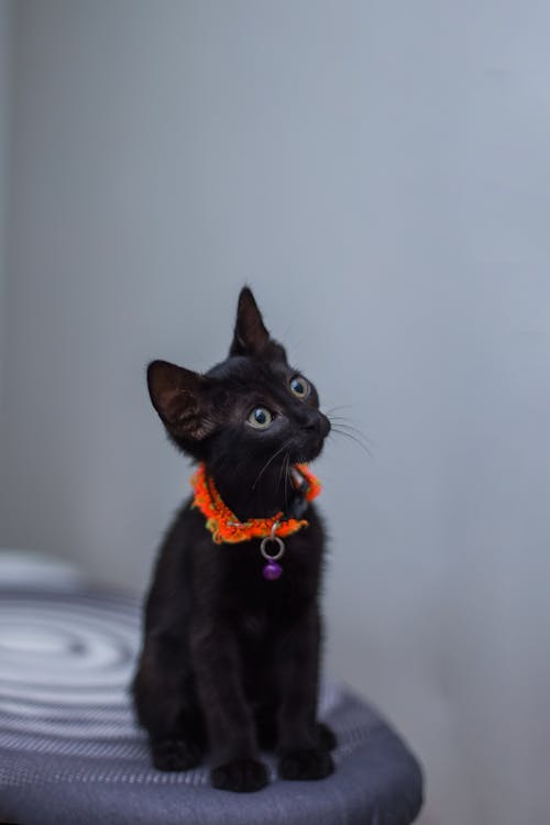 Close-Up Photograph of a Black Cat