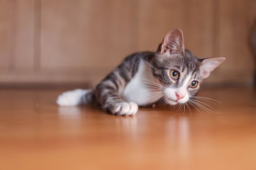 Free Playful tabby cat lying on a wooden floor, looking curious indoors. Stock Photo