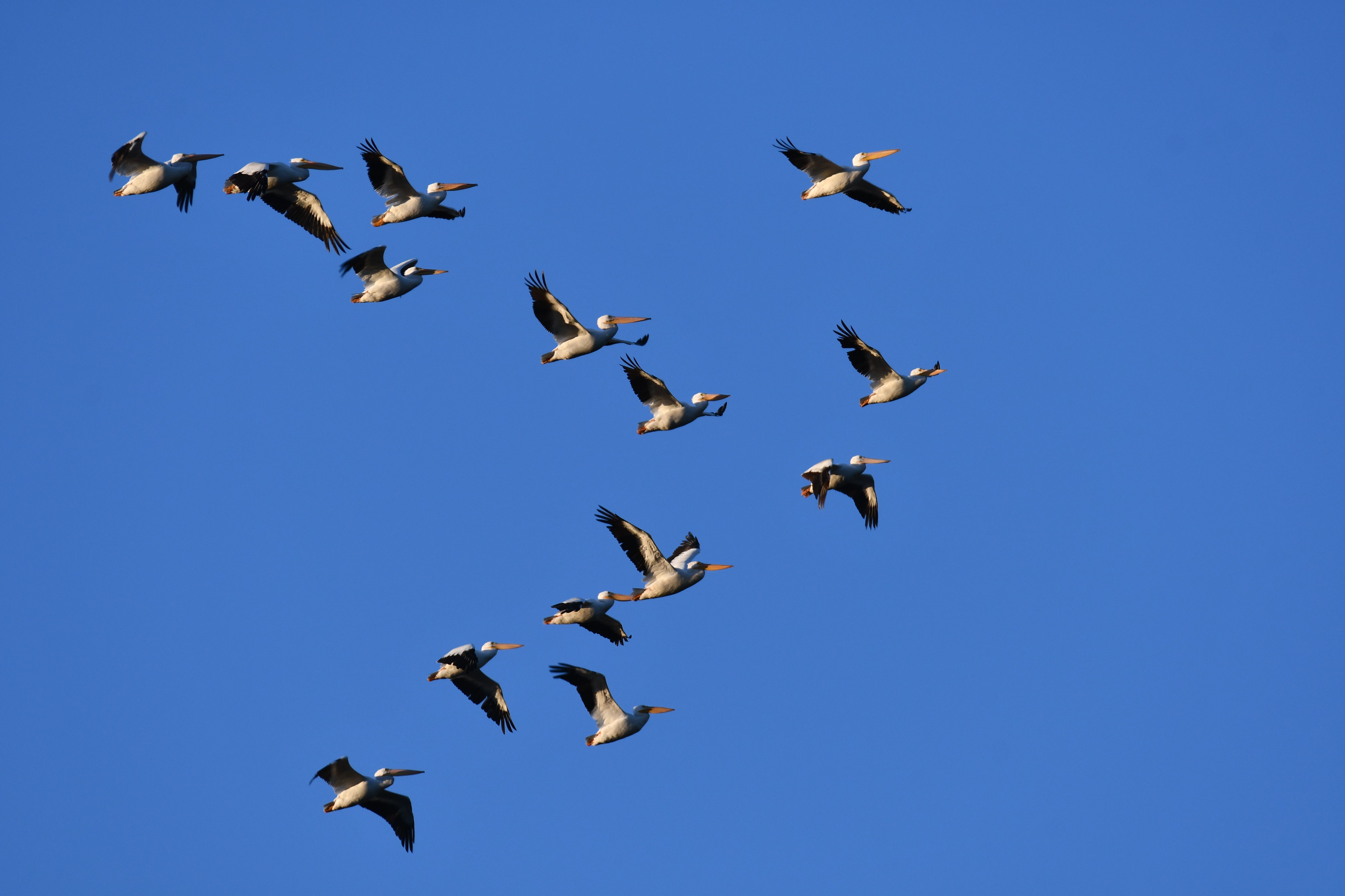 Multiple pelicans flying in coordinated formation over water, illustrating natural grouped flight