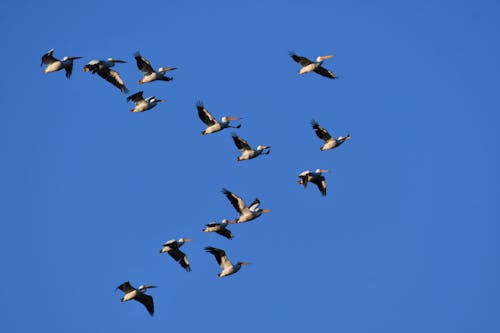 Ingyenes stockfotó kék ég, madarak, nyáj témában Stockfotó