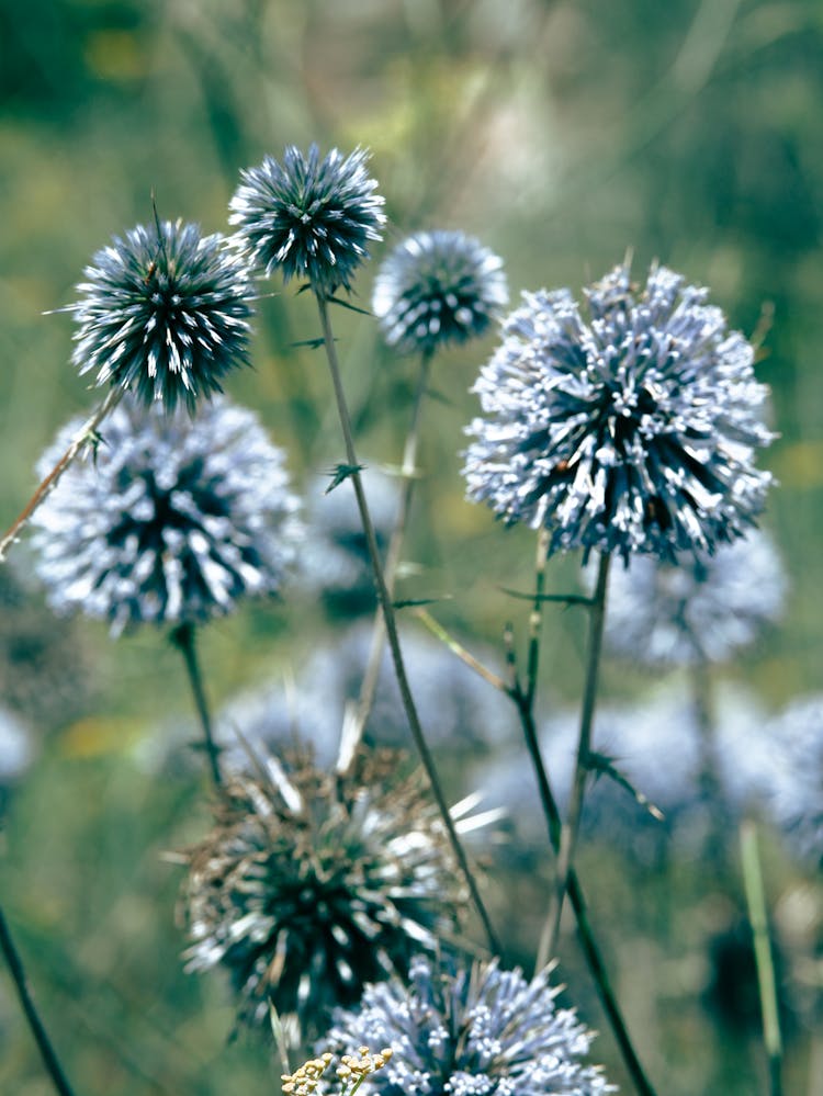 Plant Flowers On Meadow