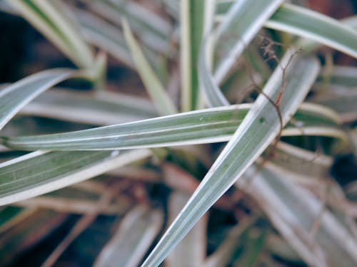 Foto profissional grátis de agave, aumento, botânica