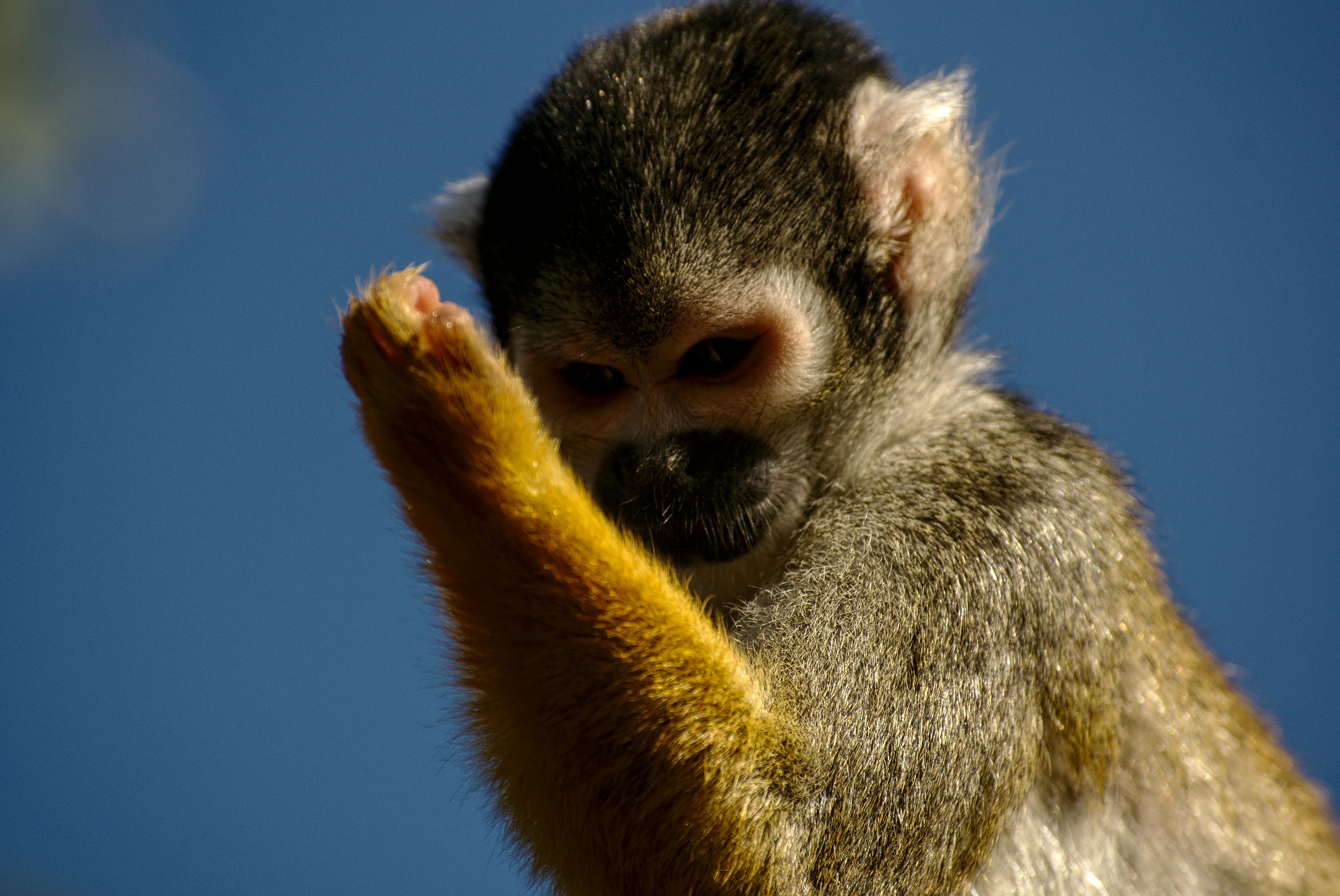 Kostenloses Foto zum Thema: affe, daumen hoch