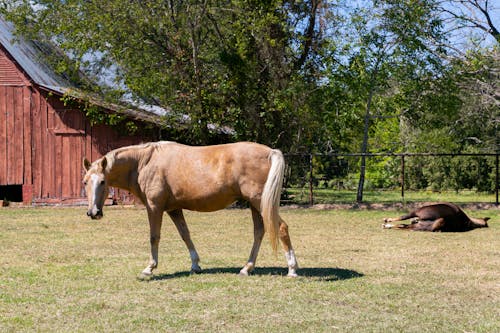 Free Brown and White Horse on Grass Field Stock Photo
