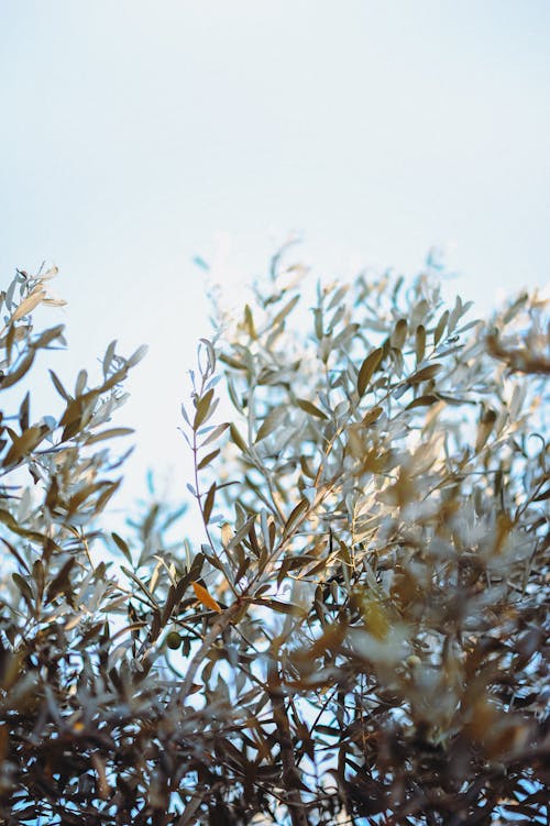 Photo of Leaves in the Sunlight 