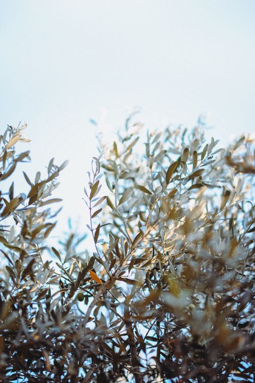 Free A close-up view of sunlit olive branches with leaves, highlighting nature's beauty and sunlight. Stock Photo