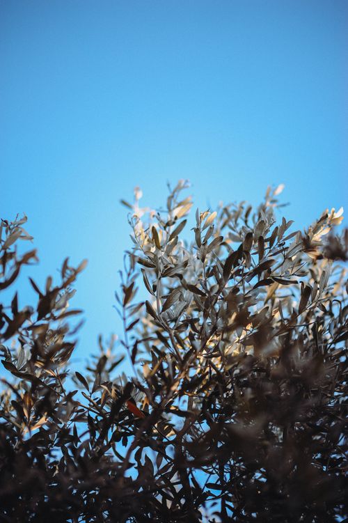 Free Vertical shot capturing olive tree branches silhouetted against a clear blue sky, suggesting serenity. Stock Photo