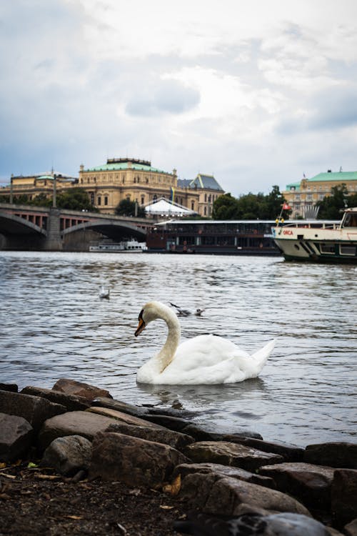 Mute Swan on Body of Water 