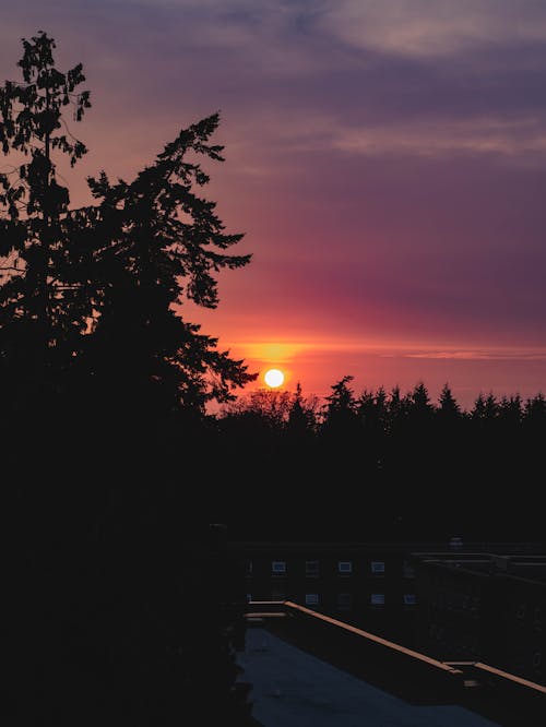 ฟรี คลังภาพถ่ายฟรี ของ ซิลูเอตต์, ดวงอาทิตย์, ต้นไม้ คลังภาพถ่าย