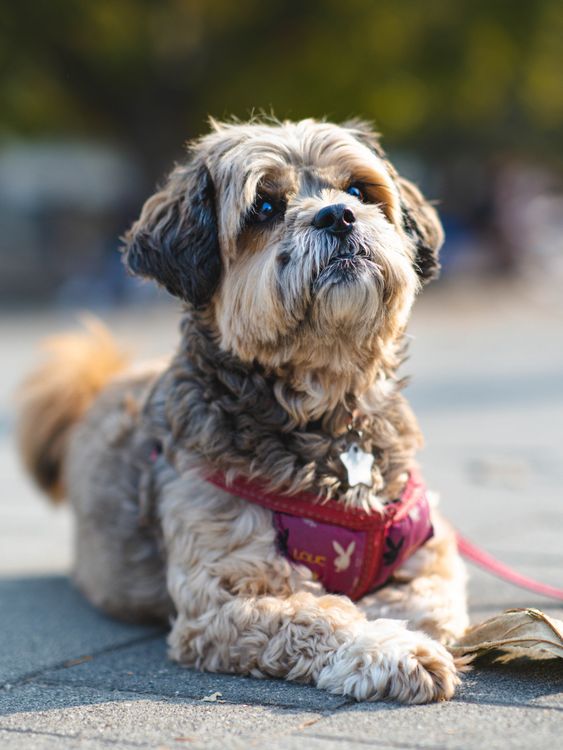 Sitzhu Close-Up Shot of a Shih Tzu · Free Stock Photo