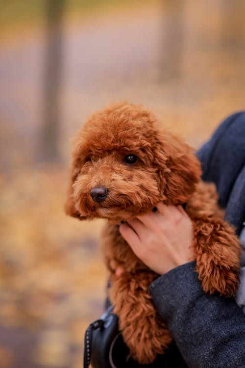 brown standard poodle