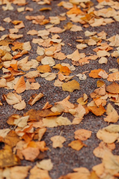 Gratis lagerfoto af blade, brun, efterår