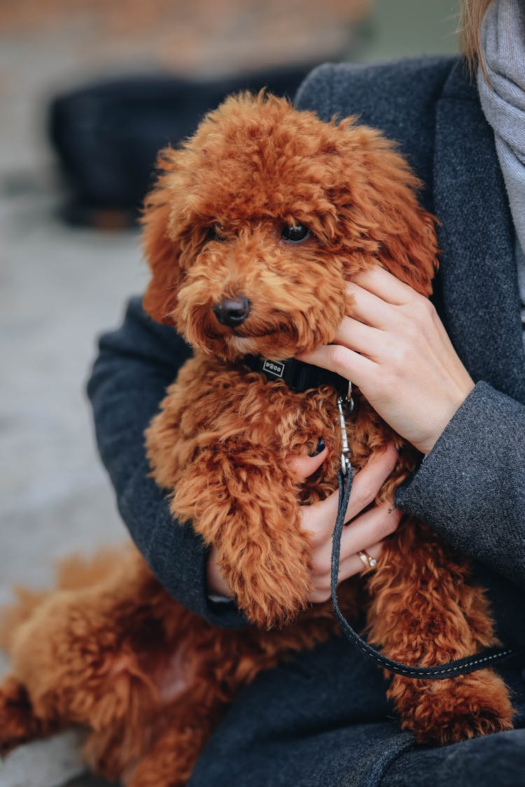 Woman Holding Dog