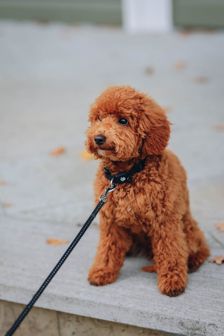 Dog On Leash