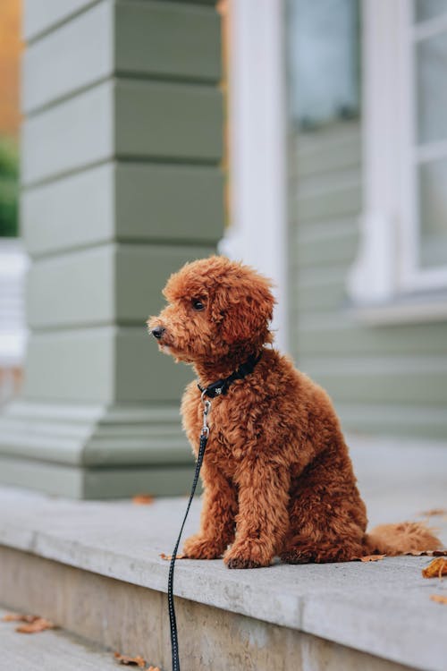 Dog on Leash Sitting