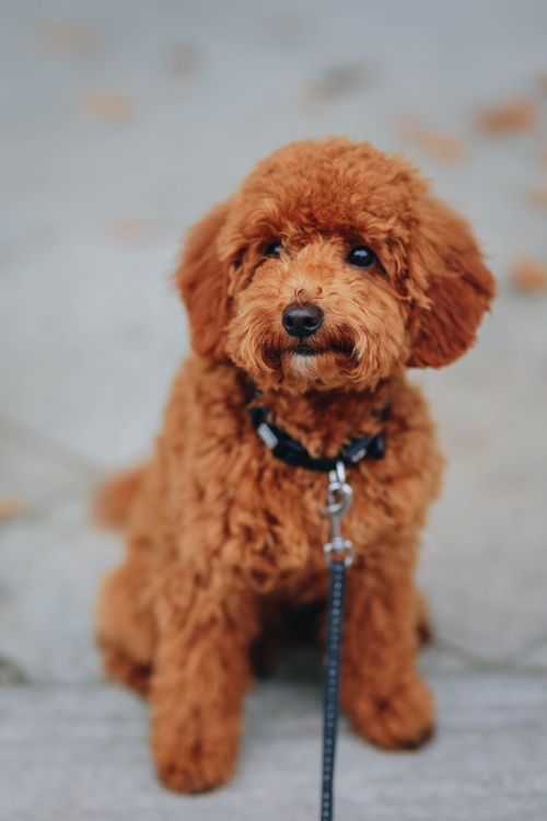 Free Charming brown Poodle puppy sitting outdoors on a leash. Perfect for pet lovers. Stock Photo