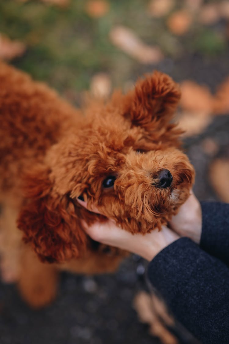 Hand Holding Dog