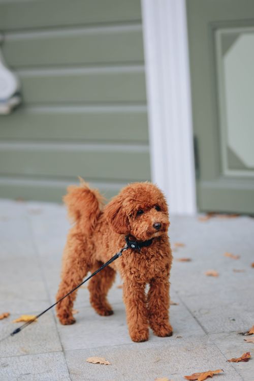 Free Cute apricot poodle standing on a leash outside, perfect for pet-themed projects. Stock Photo